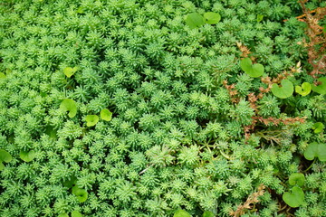 Green haircap or hair moss in Japan - 日本  杉苔