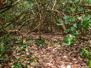 Magical tunnel of trees at the beach © Jaimie Peterson