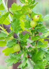 growing gooseberries