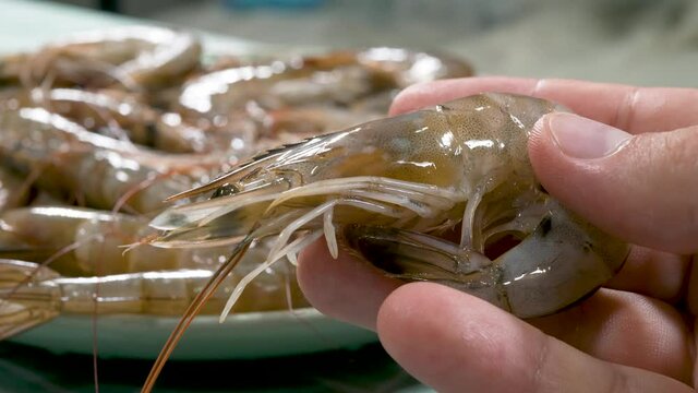 Fresh shrimps or heap raw prawns in hands. Gourmet healthy food, sea or ocean animal