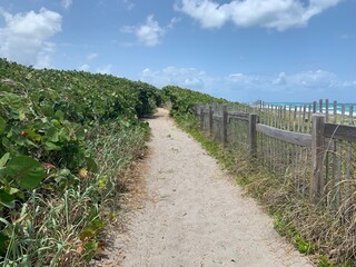 Magical tunnel of trees at the beach