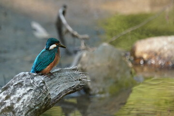 common kingfisher in the forest