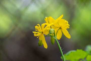 Yellow flower of celandine (Chelidonium majus) on meadow