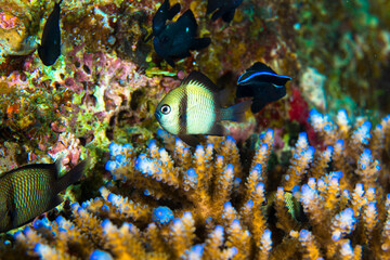 海　サンゴ  魚