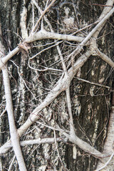 background nature tree texture natural beautiful trees wood