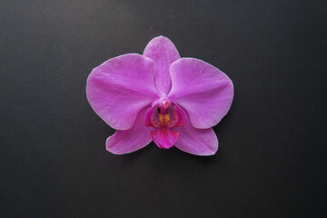 Obraz na płótnie Canvas purple orchid on black background
