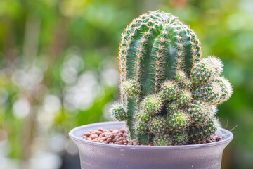 Echinopsis calochlora cactus in pot with nature background