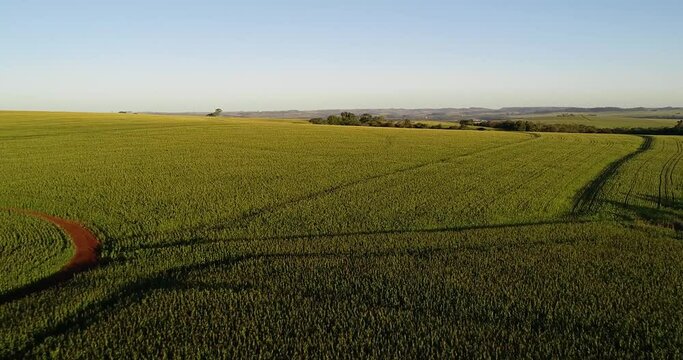 Plantacion de maiz entre arboles protegidos en itaipulandia parana brasil