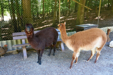 Fototapeta premium brown and white alpacas in the zoo
