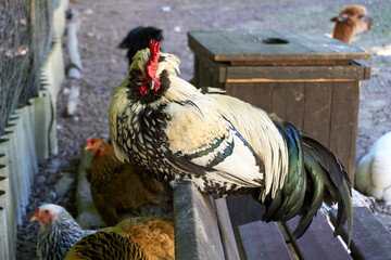 close up of a black and white rooster on a bench
