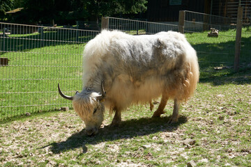 a white highland yak eats grass