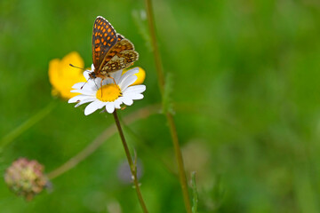 heath fritillary butterfly on a flower of a marguerite flower