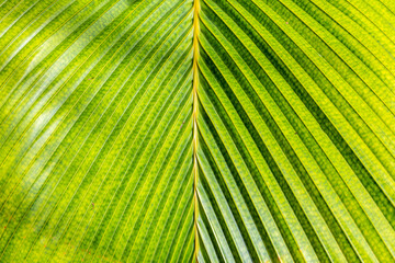 Lantannyen fey (Phoenicophorium borsigianum, latanier palm) palm leaf close-up symmetrical view,...