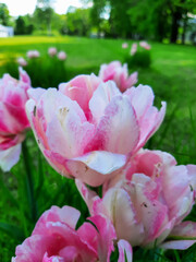 Tulips in the flowerbed