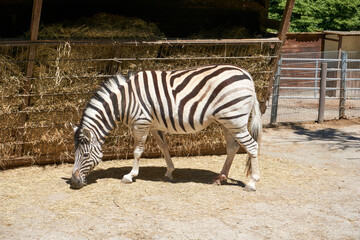 Fototapeta na wymiar zebra in the zoo looking for food