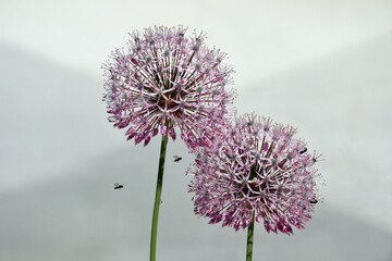 Giant Allium flowers
