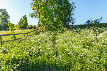 Fototapeta na wymiar Footpath through a meadow with cow parsley