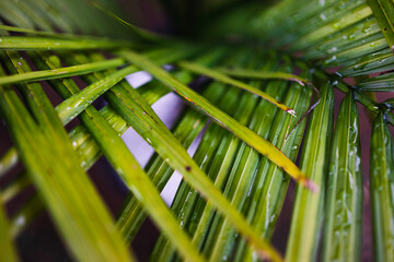 close-up of majestic palm leaves growing into each other in sunny backyard