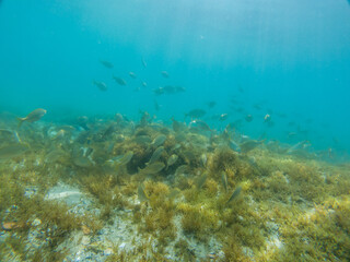 Fototapeta na wymiar Fish on the seabed feeding on algae