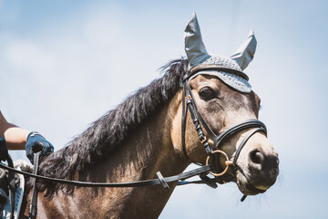 Fototapeta premium Reitpferd / Reitpony
