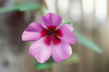 close-up of pink hibiscus plant with flowers outdoor in sunny backyard
