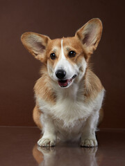 Portrait of a dog on a brown background. Smiling Corgi. Pet in the studio. For design