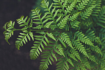 close-up of green fern leaves with intricate details and geometry