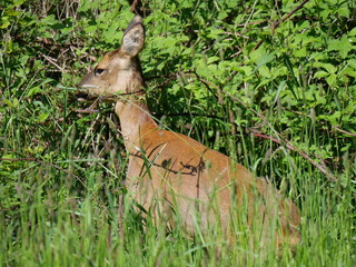 roe deer enjoys eating berries