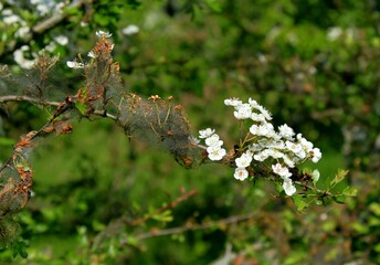 close up of a tree