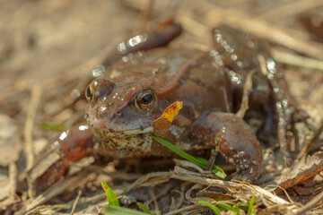 Two mating brown grass frogs on the lake