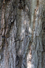 Corteccia di albero ruvida e rugosa