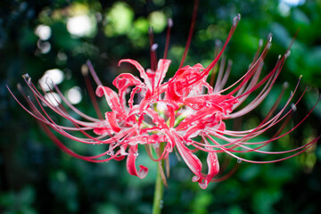 雨粒滴る1輪の彼岸花
【Red spider lily dripping with raindrops】