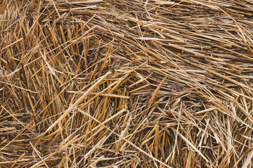 Background Of Straw Bale On Field Close Up.