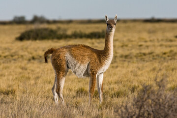 Guanaco, Guanaco, Lama guanicoe