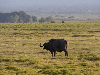 Kenya, afrique : buffle