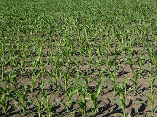 Fototapeta na wymiar Corn field in early summer 2021