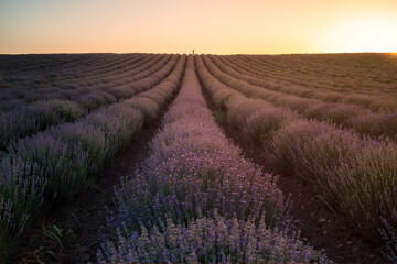 Amazing sunset view with beautiful lavender field and a small woman silhouette in the distance at the horizon