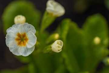 Blooming white primrose flowers in the garden.