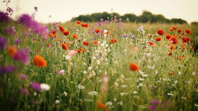 Sch&ouml;ne Wildblumenwiese im Sommer