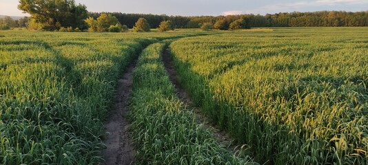 field of wheat