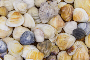 Background of the sea shells. Summer vacation concept