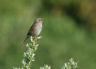 Heggenmus, Dunnock, Prunella modularis