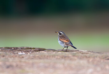 Bruine Lijster, Dusky Thrush, Turdus eunomus