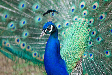 Beautiful peacock portrait with the feathers out