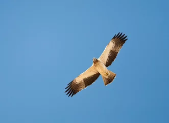 Fototapeten Booted Eagle, Dwergarend, Hieraaetus pennatus © AGAMI