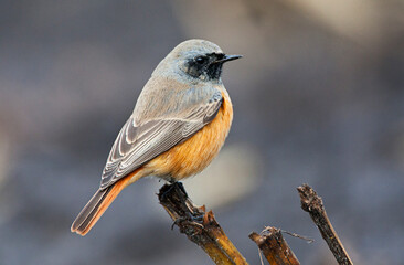 Oosterse Zwarte Roodstaart, Eastern Black Redstart, Phoenicurus