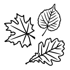 A set of leaves in a vector isolated on a white background in the doodle style. Maple, oak and linden leaf.