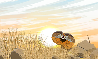 Frilled Lizards in Tall Dry Grass. Chlamydosaurus kingii or frill-necked lizard, frilled dragon or frilled agama. Wild reptiles of Australia and New Guinea. Realistic vector landscape