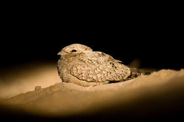 Egyptische Nachtzwaluw; Egyptian Nightjar; Caprimulgus aegyptius