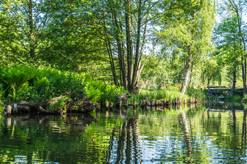 Fototapeta na wymiar One of the numerous water canals in biosphere reserve Spree forest (Spreewald) in Luebbenau, Brandenburg, Germany, in springtime